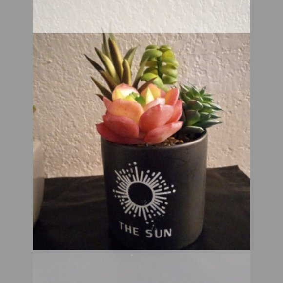 3 Pc Succulents bundle Set - Picture 3 of 4